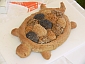 breadroll turtle